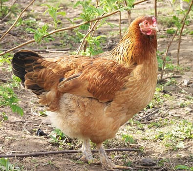 Organic Hen