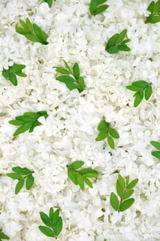 Guelder rose blossoms and myrtle leaves - background