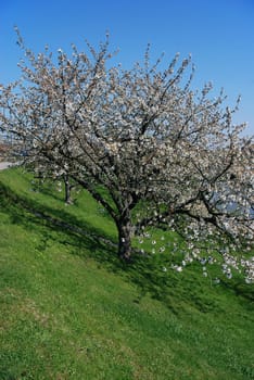 Cherry tree with blossoms