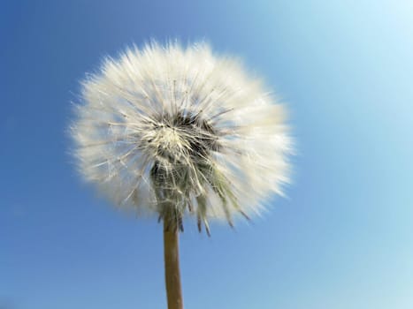 Dandelion