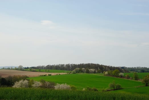 Spring Field 1