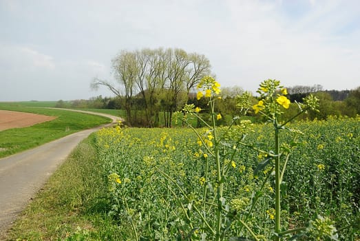 rapeseed 1