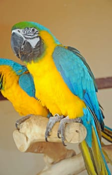 Yellow-breasted Macaw