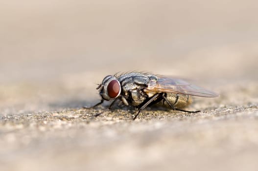 Fly