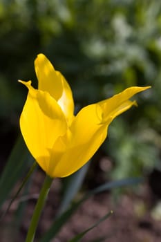 Tulip - yellow,macro
