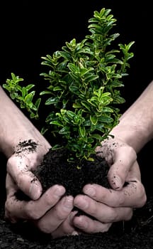 Holding a Tree