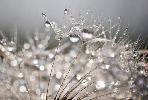 Dandelion