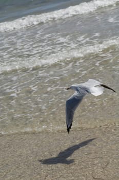 Sea Gull