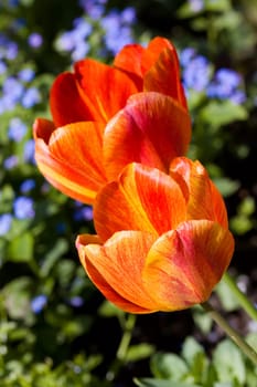 Tulip - red,macro