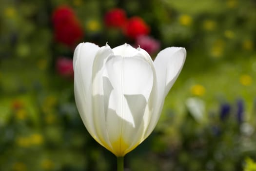Tulip - white,macro