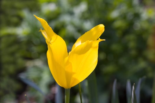 Tulip - yellow,macro
