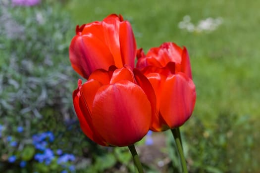 Tulip - red,macro