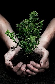 Holding a Tree