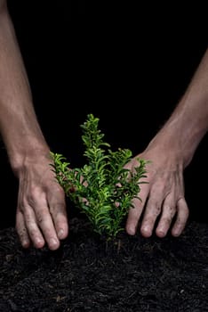 Holding a Tree