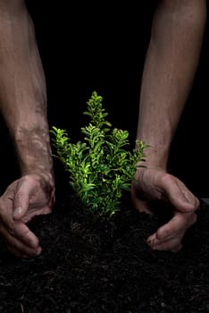 Holding a Tree