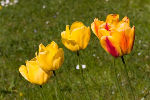 Tulip -yellow- red,macro