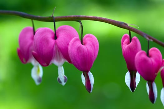 Bleeding Heart