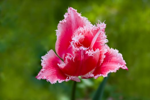 Tulip - red,macro