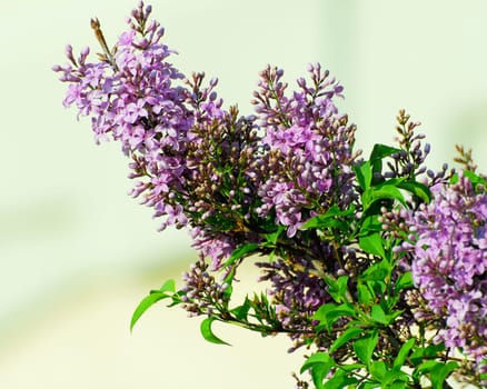lilac