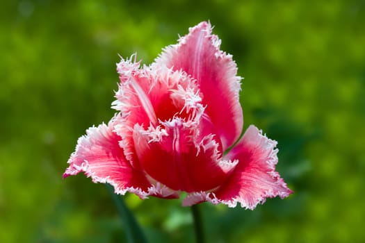 Tulip - red,macro