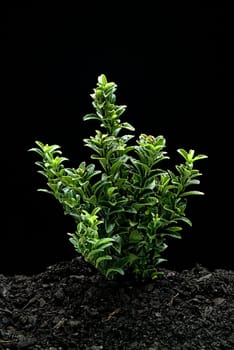 Plant