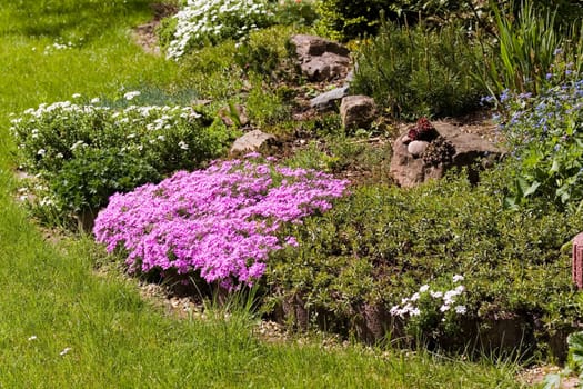 Garden,lime cushion carnation,background