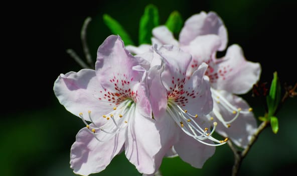 Rhododendron flowers