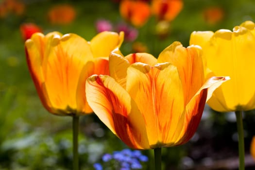 Tulip -yellow- red,macro