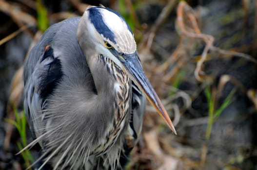 Grey heron