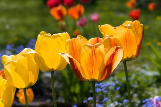 Tulip -yellow- red,macro