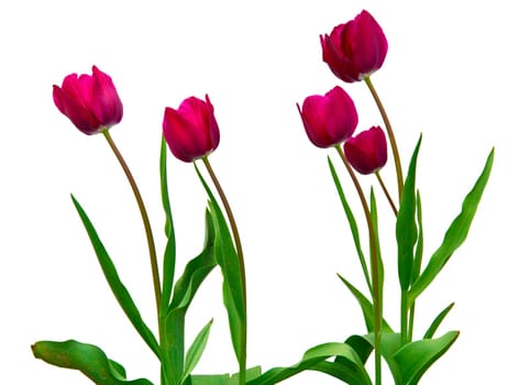 tulip flowers