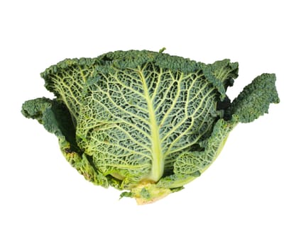 Savoy Cabbage closeup