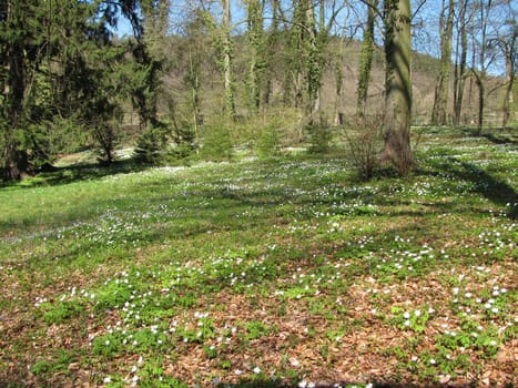 Forest with wood anemones