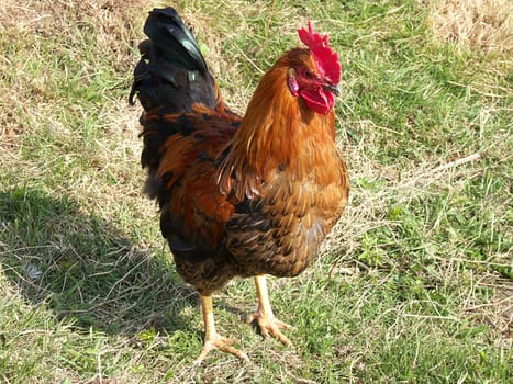 small rooster