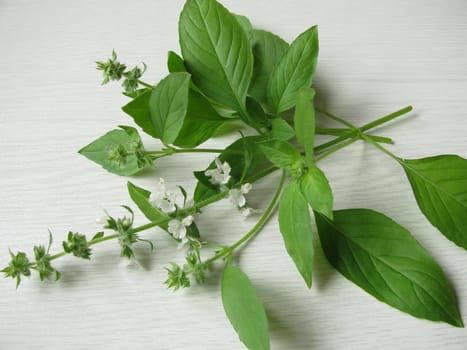 Lemon basil,Ocimum americanum