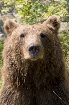Wild Bear Cooling In Water