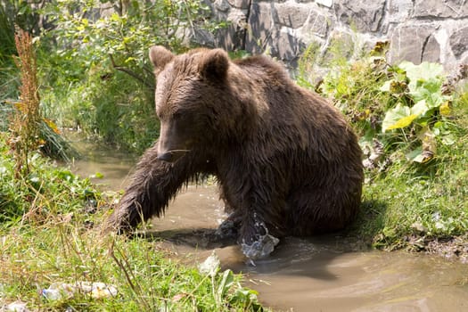 Wild Bear Cooling In Water