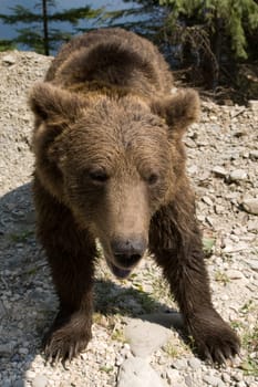 Wild Bear In The Forest