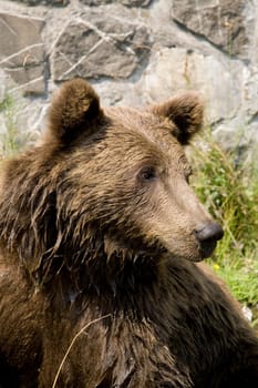 Wild Bear Cooling In Water