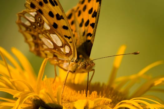 Butterfly Feeding On Yellow Flower