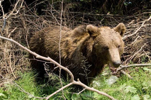 Wild Bear In The Forest