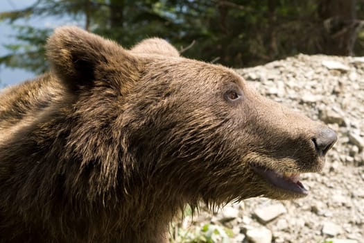 Wild Bear In The Forest