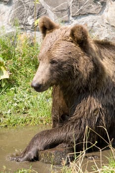Wild Bear Cooling In Water