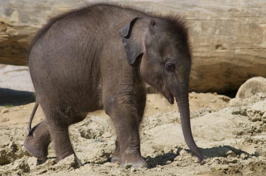 Baby Elephant