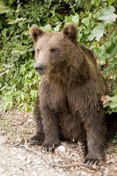 Wild Bear In The Forest