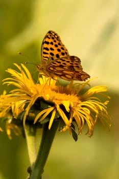 Butterfly Feeding On Yellow Flower