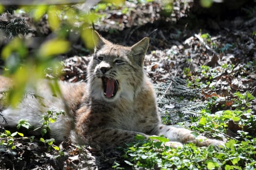Lynx