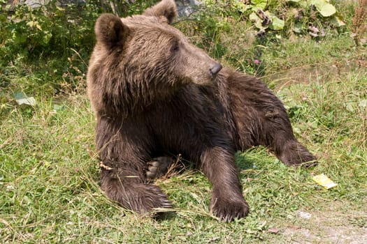 Wild Bear Cooling In Water