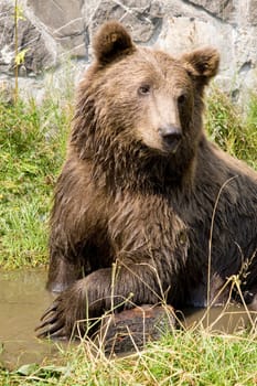 Wild Bear Cooling In Water