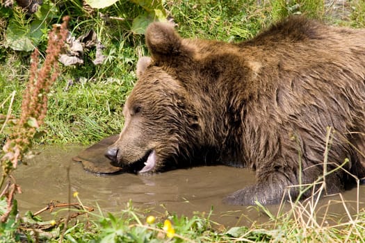 Wild Bear Cooling In Water